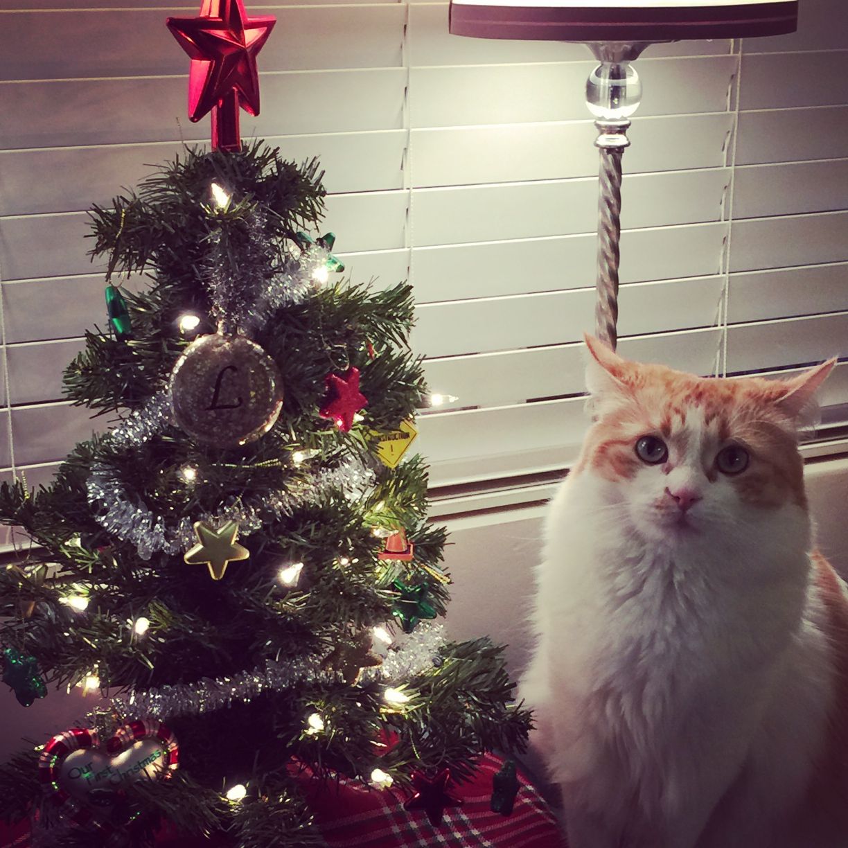Christmas Cats